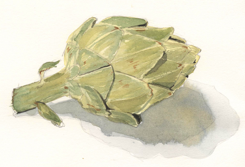 Watercolor of an artichoke Watercolor of an artichoke