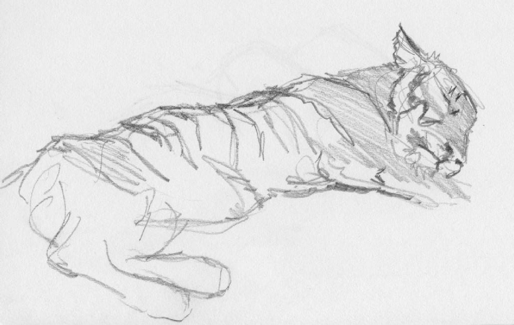 Sketching at the zoo